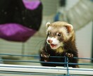 一人暮らしで飼えるペットを教えます 日々の生活を豊かで快適なものにする為に イメージ2