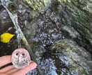 虹の橋で待つあの子の言葉伝えます 大切な家族の言葉、私が代わりに受け取ってあなたに伝えます イメージ2