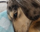 わんこ動画をお届けします うちのわんこ動画ミニチュアダスの日常動画 イメージ1