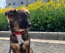 愛犬愛猫の素朴な疑問から病気の悩み相談聞きますます 元動物看護師が伝える動物さんたちのお悩み相談 イメージ1