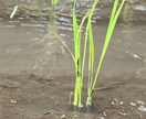 農薬等を使わない農法のご相談を承ります 水稲、小麦、野菜、鶏、日本ミツバチに取り組んでみませんか？ イメージ3
