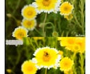 SNS用の写真を編集します SNSに載せる写真を少しの写真編集で羨ましがられる1枚に★ イメージ3