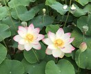 年の差恋愛での相談承ります 大きな年の差ある方の恋愛相談はお任せください イメージ7