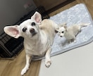 大切な愛犬さんをお作りします うちのコ羊毛フェルトワンコオーダー イメージ8