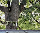 占いジプシー。魂が迷い続ける本当の原因を霊視します 答えを探し続けてしまう魂の位相ズレを、神域霊視で読み解きます イメージ8