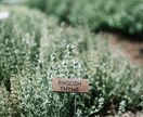 植物の話、します 植物好きな方、お話ししましょ！ イメージ4