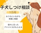 愛犬との暮らしを1カ月サポートします 日常の小さな疑問やお悩みもその都度ご相談OK｜1カ月継続 イメージ1