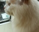 電話でお悩み相談やカウンセリングします 自分で自分をカウンセリングする方法をお教えします。 イメージ2