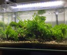 熱帯魚や海水魚 水草水槽の作成維持等教えます 美しい水草水槽や飼育全般に関して イメージ7