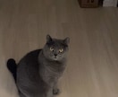 猫探偵のプロが迷子猫・脱走猫の相談に乗ります 猫探偵の捜索経験から、迷子猫・脱走猫のお悩みにお答えします イメージ4