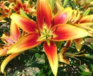 本来のあなたらしさが輝く方法をお伝え致します “悩みの種”から“幸せの花”を咲かせましょう！ イメージ4