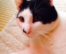 ペットのお悩み解決策お伝えします 猫や犬が飼いたい！また飼っている方のお悩み イメージ6