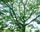 嫉妬心や劣等感で苦しむ心のマインドを変えます 劣等感だらけだった私が、気持ちを分解してマインドまで変えます イメージ2