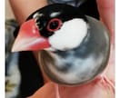 ペットに関するご相談または記事の作成を致します 動物看護師資格アリ！ペットのご相談、動物記事作成いたします イメージ1