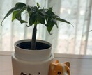 開運植物×風水で金運部屋に変身！します かわいく飾って♡お金と一緒に幸せも舞いこむお部屋つくり イメージ2