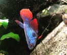 アクアリウムの悩み、相談を受け付けます アクアリウムアーティスト資格勉強中の自分と一緒に解決しましょ イメージ6