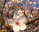 子育てや人間関係でお困りの方にアドバイスをします 少しでもお役にたてるように、皆様の生活を楽しく イメージ1