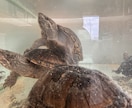 爬虫類コンサルタント承ります 爬虫類飼育の扉を開こう！！一緒に悩みましょう！ イメージ3