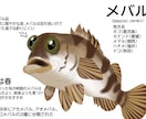 元水族館飼育員が水生生物のイラスト描きます イラスト、解説版、SNSのアイコン等に イメージ1