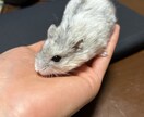 大切な家族ペットの【気持ち】を鑑定します ペットちゃんが本当に伝えたい“想い”をお届けします イメージ6
