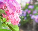 お花の写真撮影します お花の可愛さで暮らしを明るくしたい イメージ2