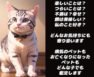 大切なペットちゃんの気持ちをお伝えします 病気や天国への導きにも対応。どんなことにも寄り添います。 イメージ3