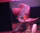 熱帯魚飼育相談受けます 熱帯魚飼育の相談を受けて解決に努めます。 イメージ2