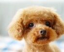 大切なペットちゃんの心の奥、気持ちを霊視鑑定します ペットの気持ち/ペットを亡くした/ペットロス/ペットは家族 イメージ4