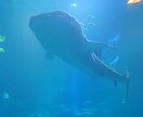 体感？マトリックスの様な人魚夢体験が電話で出来ます 寝ころんでリアルに温度や音など体感出来る不思議な催眠体験 イメージ4