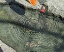 庭の手入れの優先順位を提案します 写真をもとに整え方をご提案します イメージ1