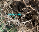 芝生のお悩み聞きます 野芝、コウライ芝、ティフトン、セントオーガスチンなどのご相談 イメージ8