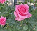 女性のお悩みを少しの時間から丁寧にお聴きします 少しの時間でも何時間でも、あなたのペースで話せます イメージ3