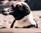 思い出を形に残すペット撮影致します プロ品質で愛犬・愛猫の一瞬を美しく イメージ6