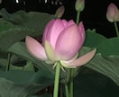 傷付いたインナーチャイルドを癒し未来を明るくします 両親からの呪縛…インナーチャイルドを癒し潜在意識にアプローチ イメージ9