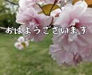 桜の写真LINEスタンプ作ります 文字変更OKやさしい桜スタンプ イメージ4