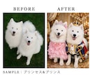 うちの子を衣装チェンジ！AI合成写真を作ります 写真1枚からOK。うちの子を高機能AIでお着替えさせます。 イメージ6