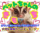 大切な✨ペットちゃんからのメッセージをお伝えします もっと仲良しになるヒントを✨タロット✖霊視で教えます✨ イメージ10