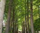 気：自分の人生に迷った方、まずはご相談乗ります 気が足りていない、落ち込みやすい、迷いやすい時に イメージ1