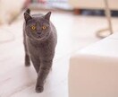 些細なことでも大丈夫、どんな話でも聞きます 人は誰しも自分の心の中の事を誰かに聞いてもらいたいはず。 イメージ10