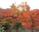 あなたの京都観光をとびっきり楽しい時間にします 学生によるゆったりまったり京都観光案内 イメージ1