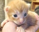 可愛い猫の写真よろしくおねがいします 可愛い猫の写真ですよろしくお願い致します イメージ9