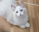 ペットの可愛い瞬間を出張撮影いたします 猫2匹と暮らすカメラマンがペットの記念撮影を行います！ イメージ7