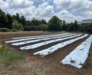 元JA指導員が家庭菜園の野菜作りを支援します ネットの情報に頼らない。植物生理に基づきあなたの畑を診断。 イメージ2