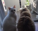 タロット占いで心の迷いを解消します あなたの心に寄り添い、未来を映し出す イメージ1