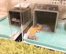 爬虫類のこと何でも相談に乗ります 初心者歓迎！トカゲやヘビまで幅広く対応。 イメージ7