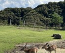 動物園の写真　【先着5名】　5→10枚提供します 商用利用OK！掲載写真全て、各種画像・動画に使えます！ イメージ4