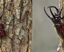画像の劣化を元に戻し輝きを増す画像に仕上げます HPの画像が不鮮明でお困りの方にお勧めです（複数枚サービス） イメージ5