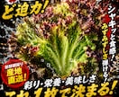 青果店専門売れるPOPを作ります 青果歴３０年売れるPOPを制作します。 イメージ9