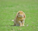 ペットの魅力を最大限に引き出した写真を撮ります 動物好きカメラマンが、とっておきの一枚の一枚を提供します！ イメージ6