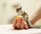 最高画質×女性同行。元チワワ飼い主が可愛く写します 女性同行可で安心。6100万画素の描写で一生モノの写真を。 イメージ9